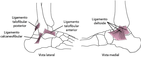 Imagem esquemática de ligamentos do tornozelo