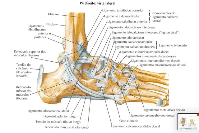 Imagem anatômica mostrando os tendões fibulares (são dois: Fibular Curto e Fibular Longo)