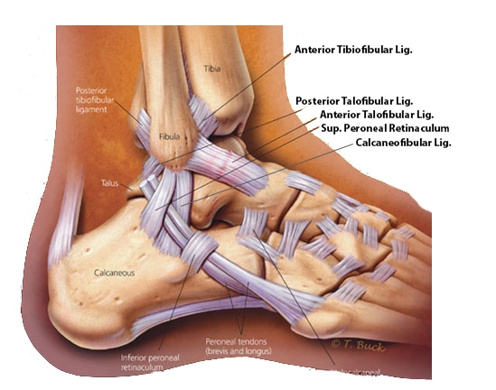 ligamentos do tornozelo e pé