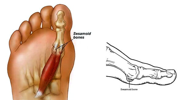 Ilustração dos ossos sesamóides