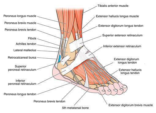 Anatomia dos tendões do pé