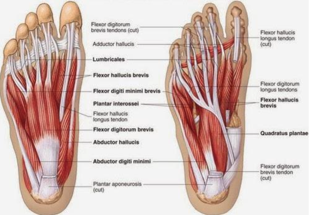 Músculos intrínsecos do pé Dr. Tiago Baumfeld