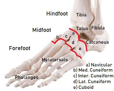 Anatomia dos óssos do pé