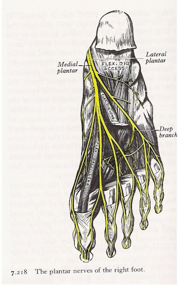 Anatomia dos nervos do pé Dr. Tiago Baumfeld