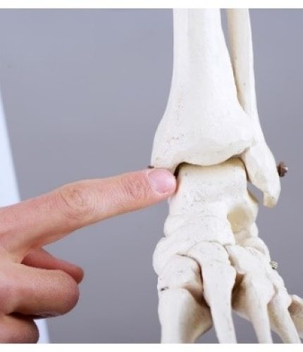 Imagem da articulação do tornozelo entre os ossos talus e tíbia - Blog Prótese do Tornozelo